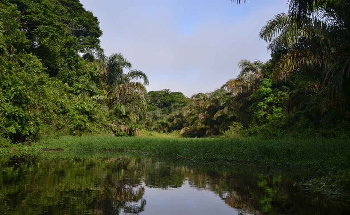 Tortuguero Nationalpark, Wasser mit Dschungel