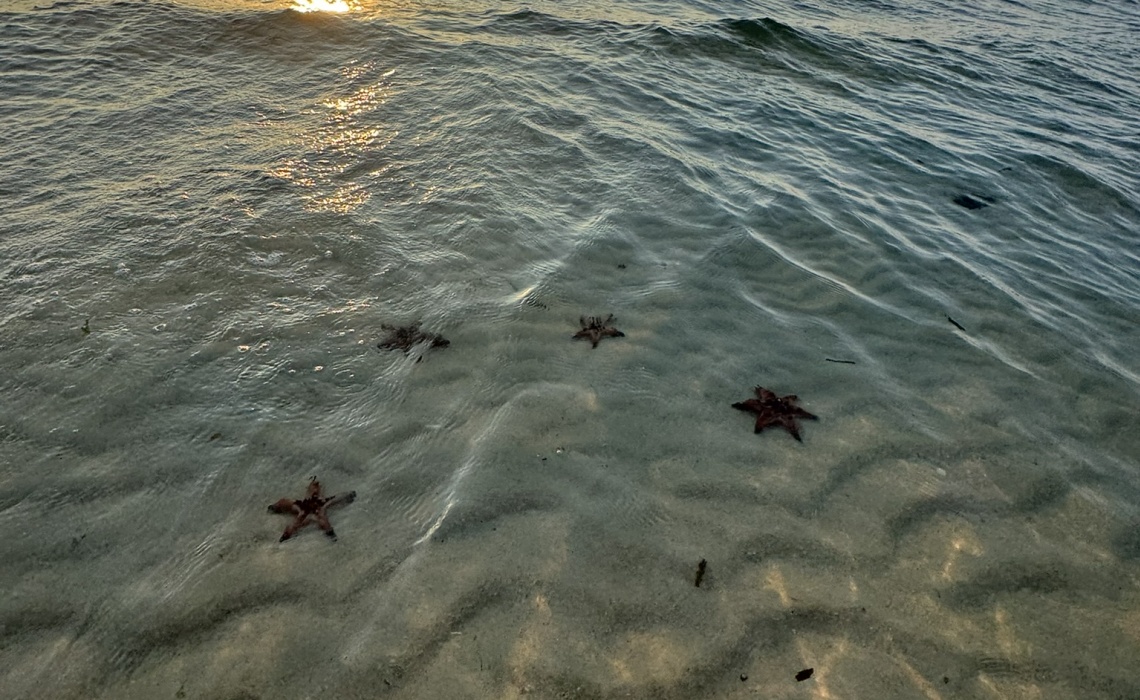 Meer mit Seesternen