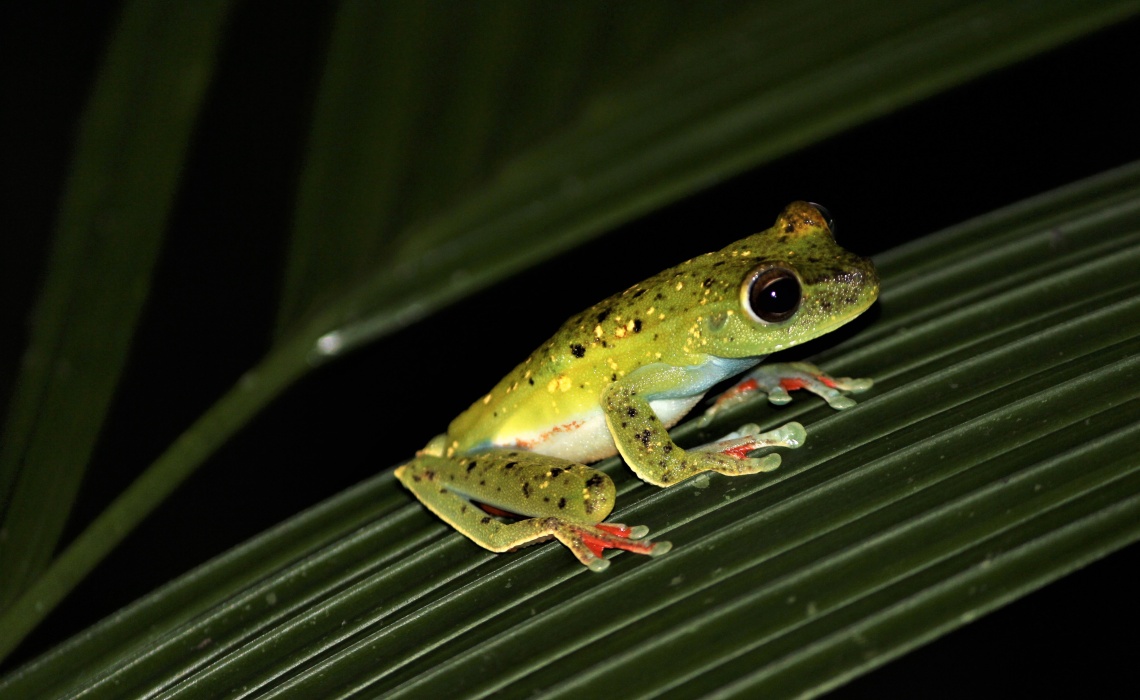 Glasfrosch auf einem Blatt