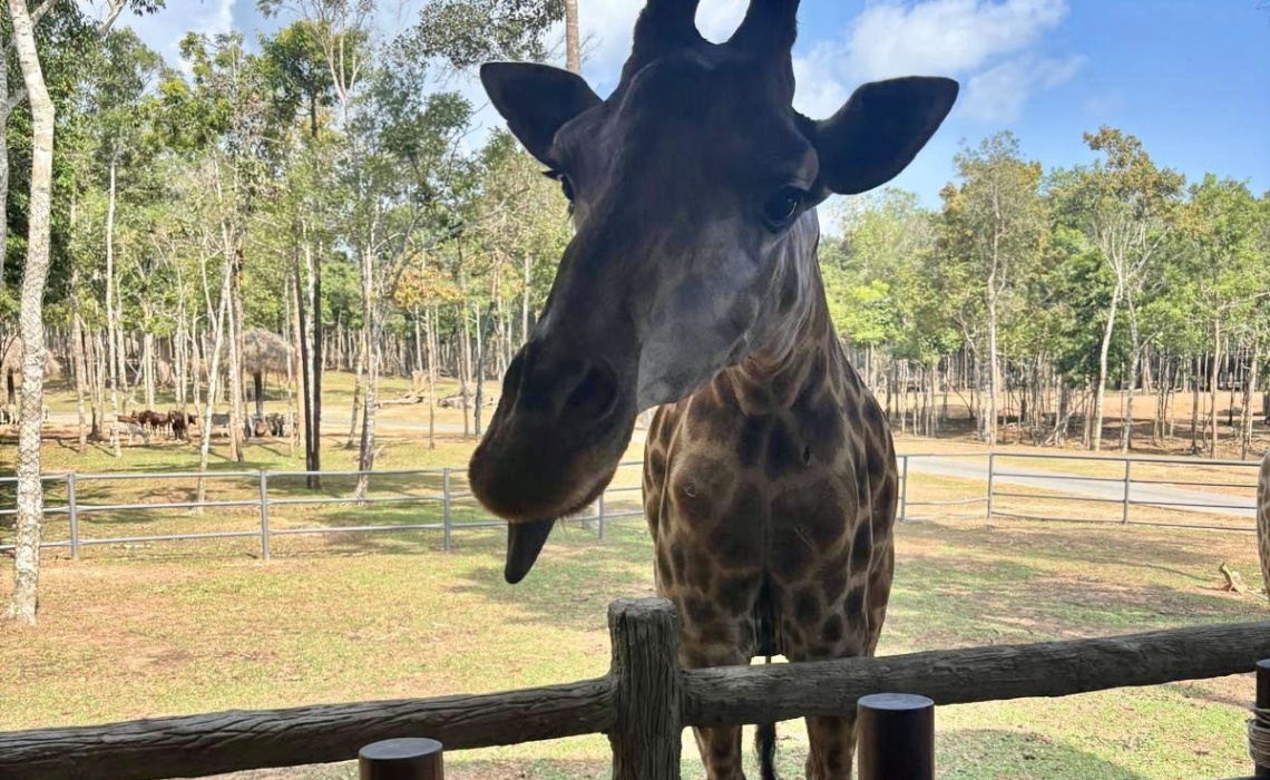 Giraffenkopf mit Zoo