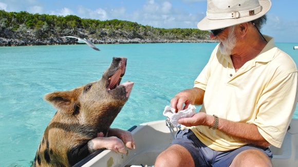 Mann sitzt in einem Boot auf den Bahamas und f&uuml;ttert Schweine 