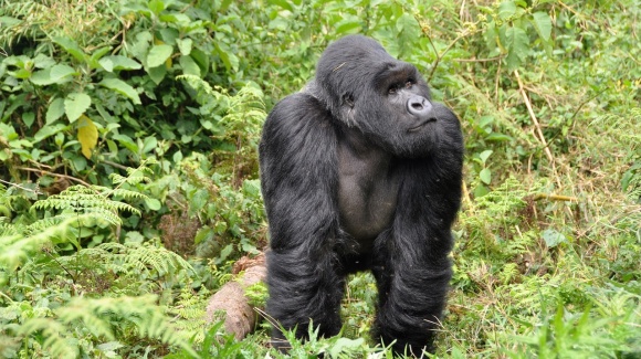 Gorilla im Dschungel