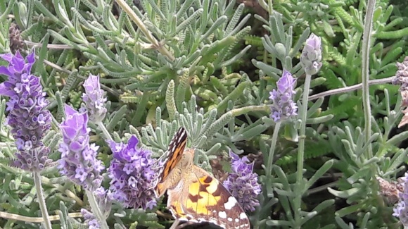 Lila Blumen und Schmetterling