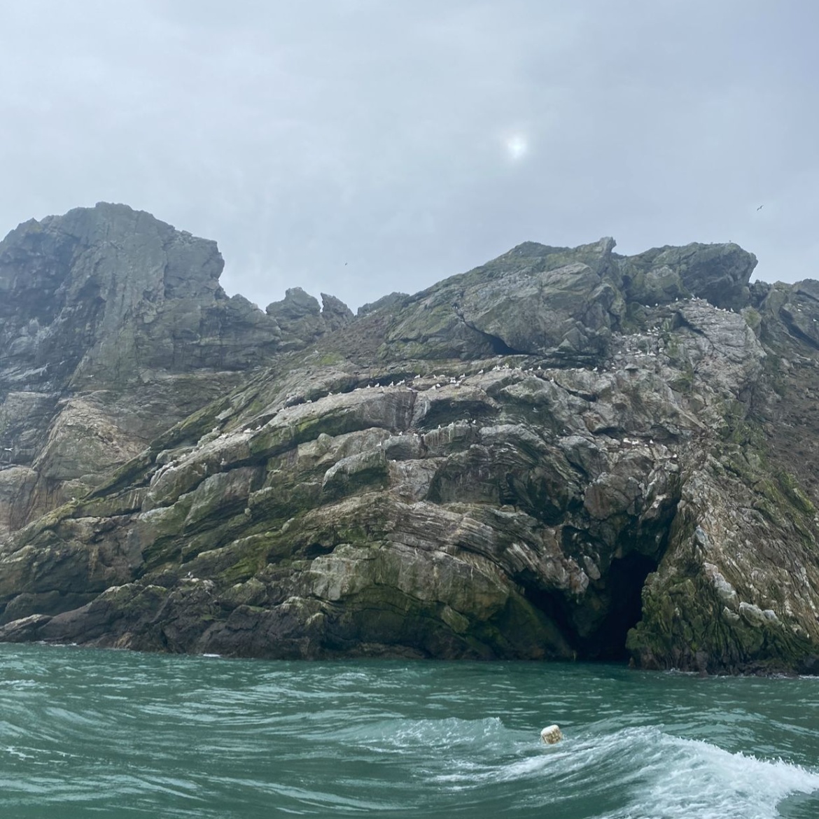 Blick auf Irelands Eye, Meer, Felsen und V&ouml;gel